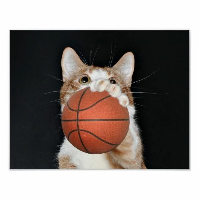 Коты с баскетбольным мячом. Кошки с баскетбольным мячом. Cat basketball. Кот играющий в баскетбол. Баскетбол коты.