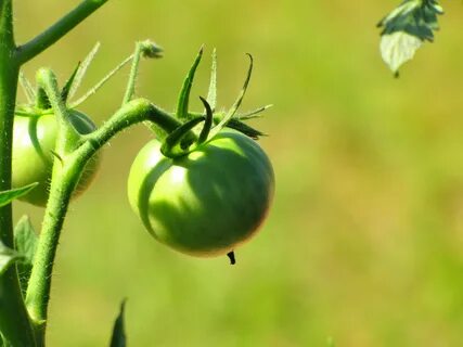 Green tomato