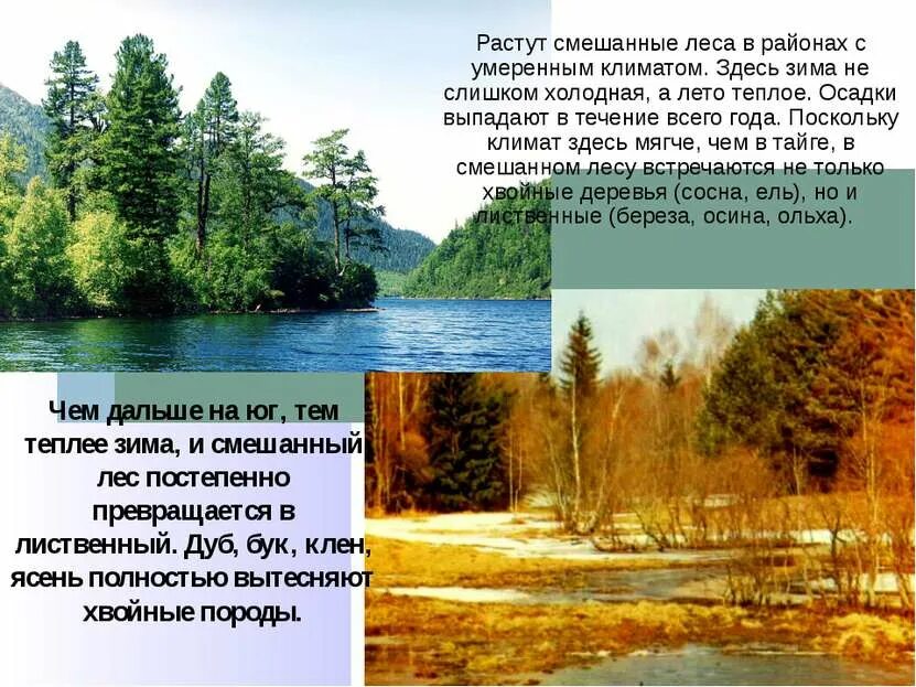 Климат лиственных лесов умеренных поясов. Растительный мир Тюменской области. Растительный мир Тюменской области презентация. Растения Тюменской области. Растения Тюменского региона.