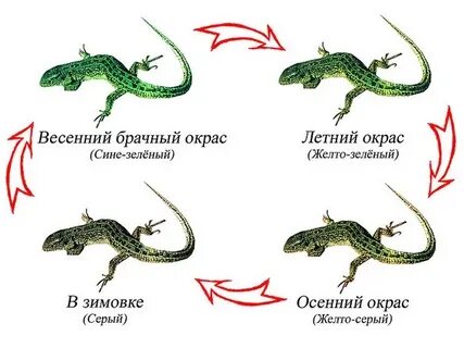 Ящерица зеленая прямое или непрямое развитие