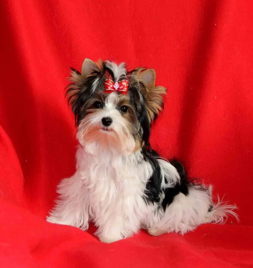 бивер терьер щеночки. бивер-йоркширский терьер мини. бивер-йоркширский терьер мини. бивер йорк мини. бивер йоркширский терье.