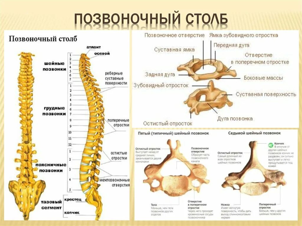 Строение позвоночника спереди. Строение позвоночника человека сбоку. Позвоночный столб строение сбоку. Шейный отдел позвоночного столба вид сбоку.