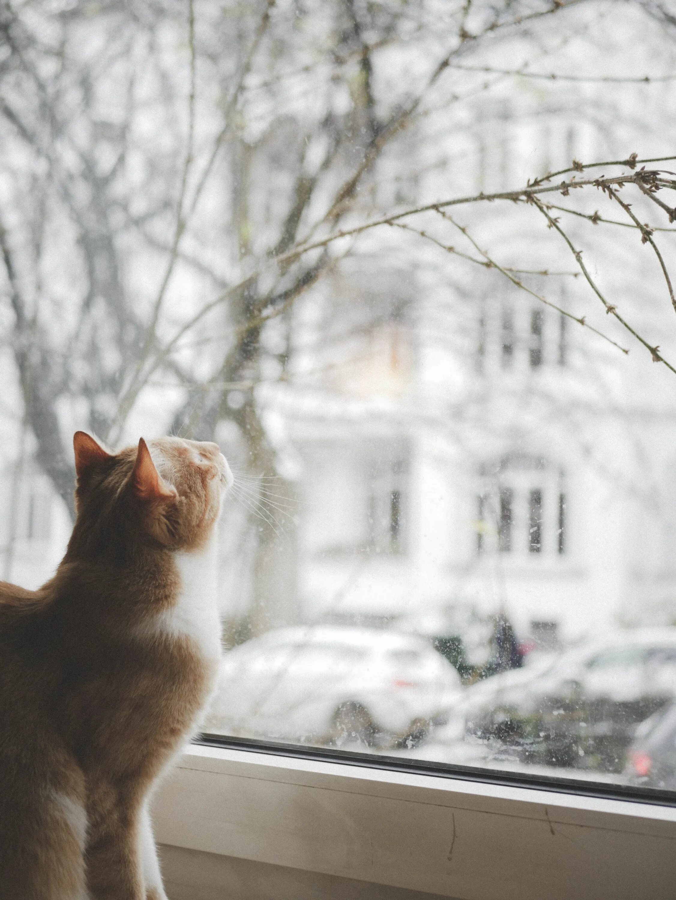 Кошка на окне. Коты на подоконнике. Кошки на окошке. Котики у окна зимой. Жду первый снег