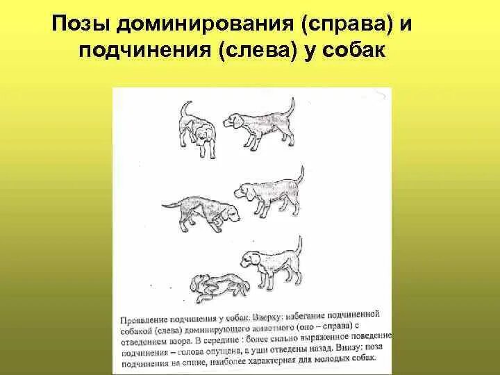 Доминирующие особи