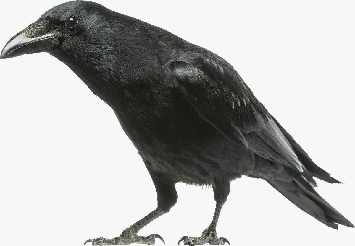 Ворон 14. Морской ворон птица. Ворон 14. Ворон минимализм. Ворон 14.