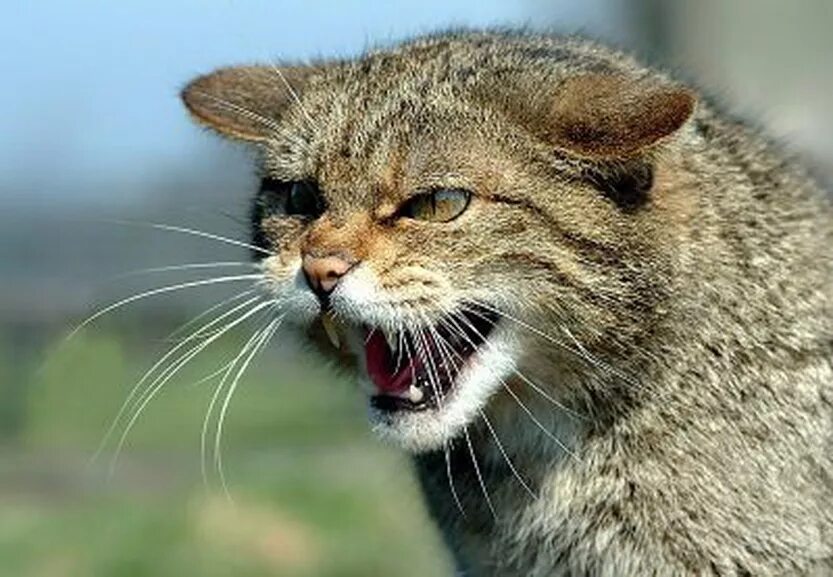 Рычание кошек. Дикий Лесной камышовый кот. Камышовый Манул. Пампасская кошка. Европейский Лесной кот камышовый.