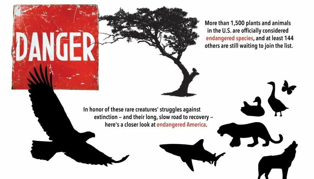 Release reduce adopt reusable endangered species. Most endangered species. Global Issues endangered species. Endangered species poster. Endangered animals poster.