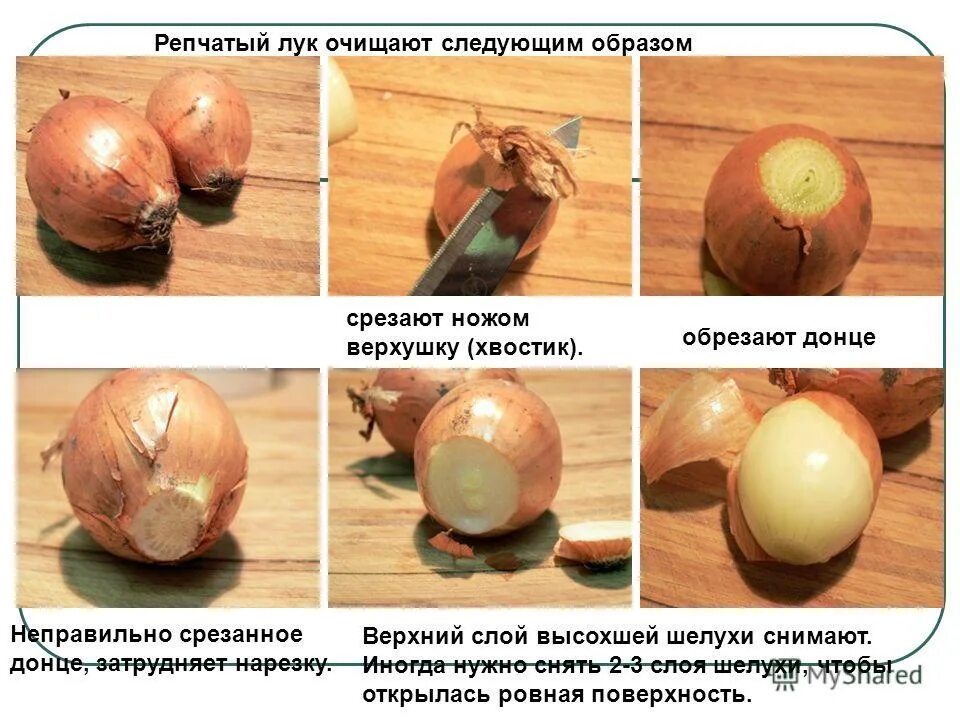 Надо ли обрезать лук перед посадкой. Репчатый лук Донце. Донце луковицы.