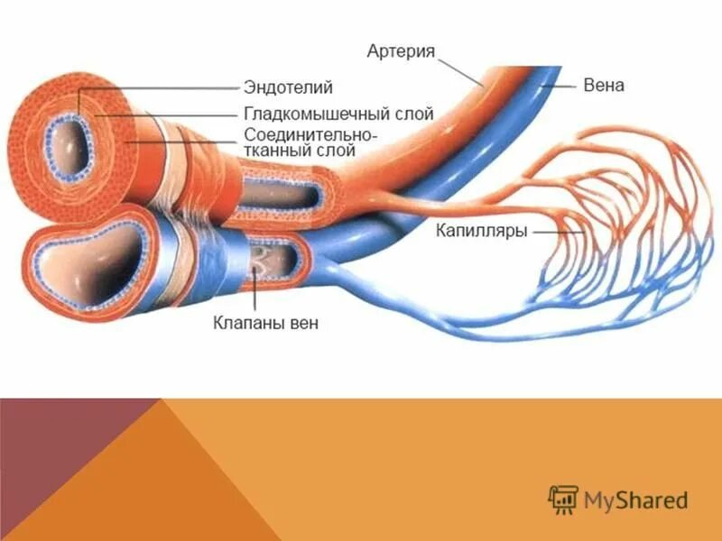 мышечный слой артерии. артерия мышечного типа окраска гематоксилин эозин. схема строения артерий. мышечная оболочка сосудов. строение кровеносных сосудов вена.