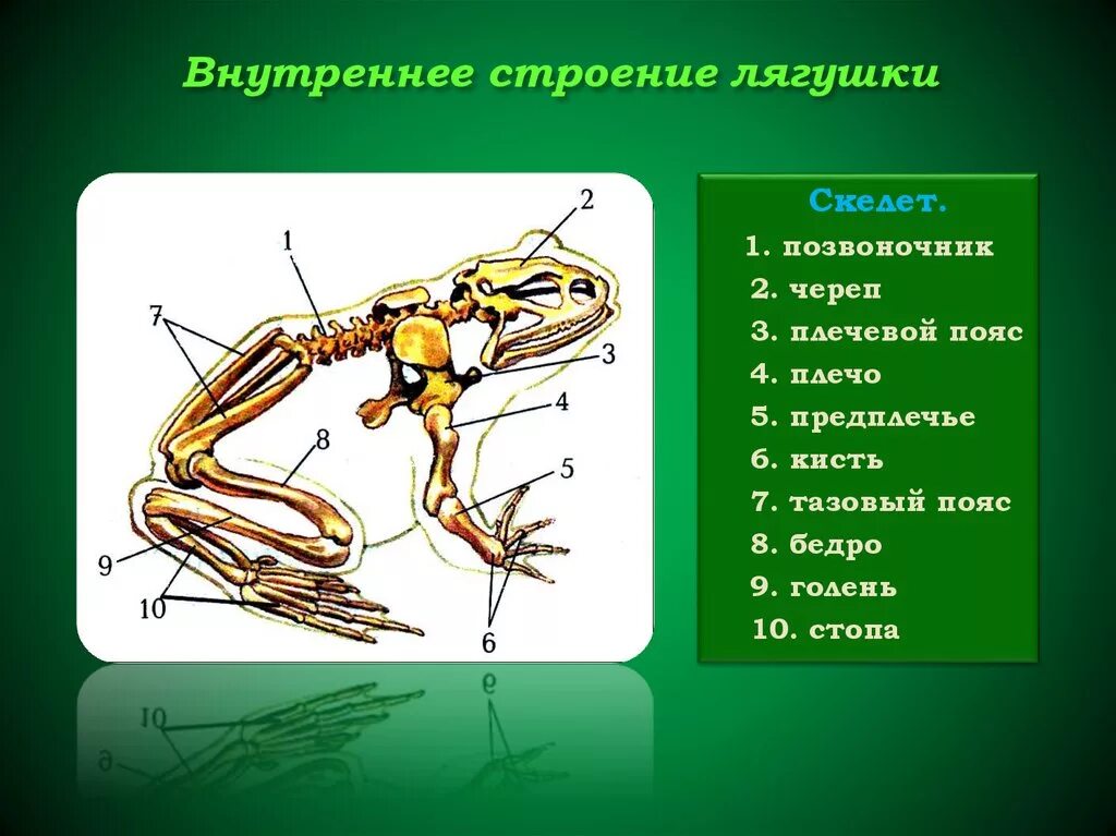 Внешнее строение земноводных 7 класс биология лягушка. Строение скелета лягушки биология 7 класс. Земноводные строение скелета 7 класс биология. Лягушка строение наружнее. Тело земноводных состоит из