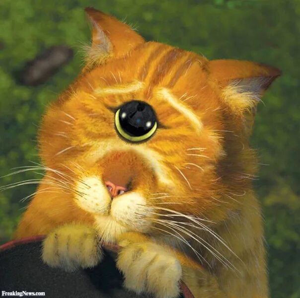 Кот Шрек глаза. Котик из Шрека. Взгляд кота из Шрека. Глазки кота из Шрека. Шрек глазки