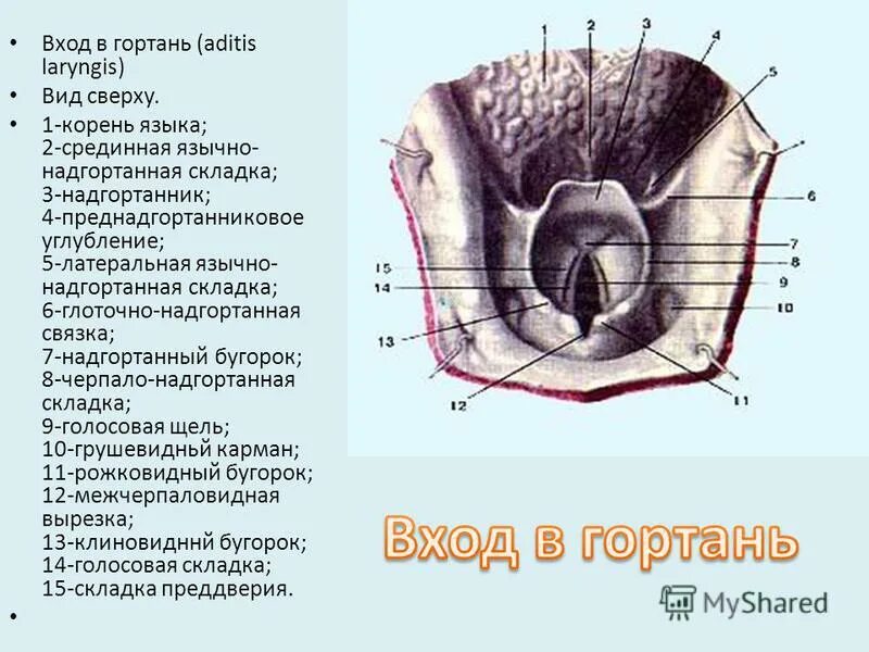 Прямокишечно-маточное (дугласово) пространство. Углубление латынь. Остеология носовая кость. Подвздошно ободочная складка. Строение мозга и промежуточного строение.