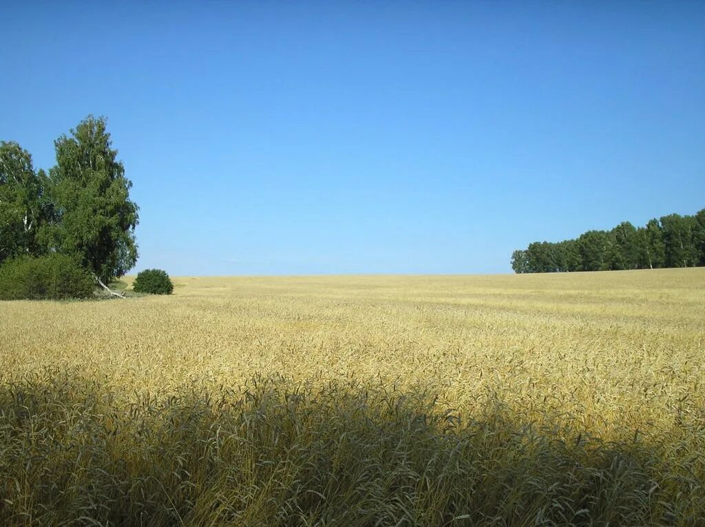 Русское поле. Деревня пшеничные поля деревня церковь. Хлебные поля морозовского района. Скошенное поле. Поле деревня.