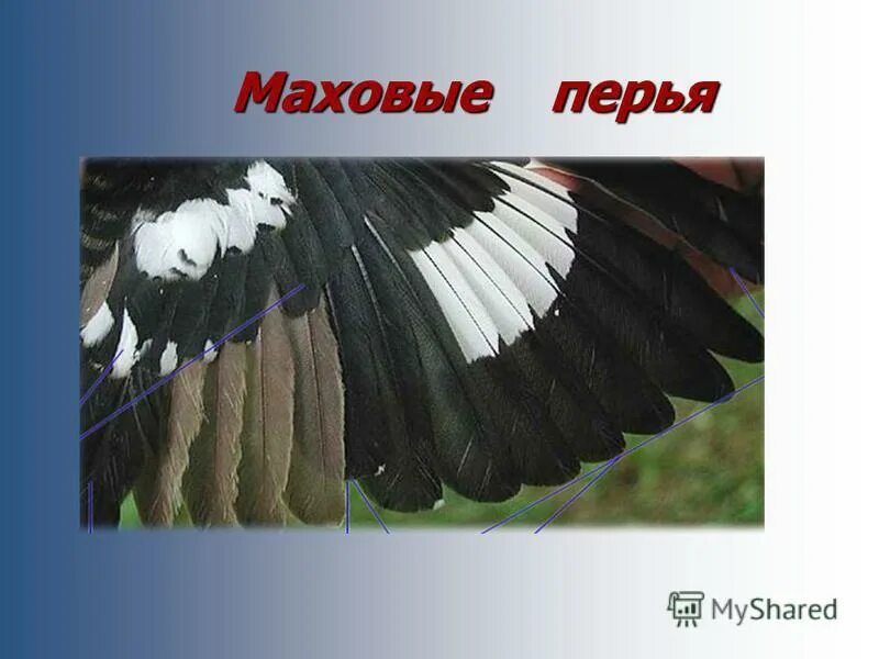 Как называется оперения птицы. Маховые перья. Маховые перья у птиц. Перья маховые и пуховые. Первостепенные маховые перья.