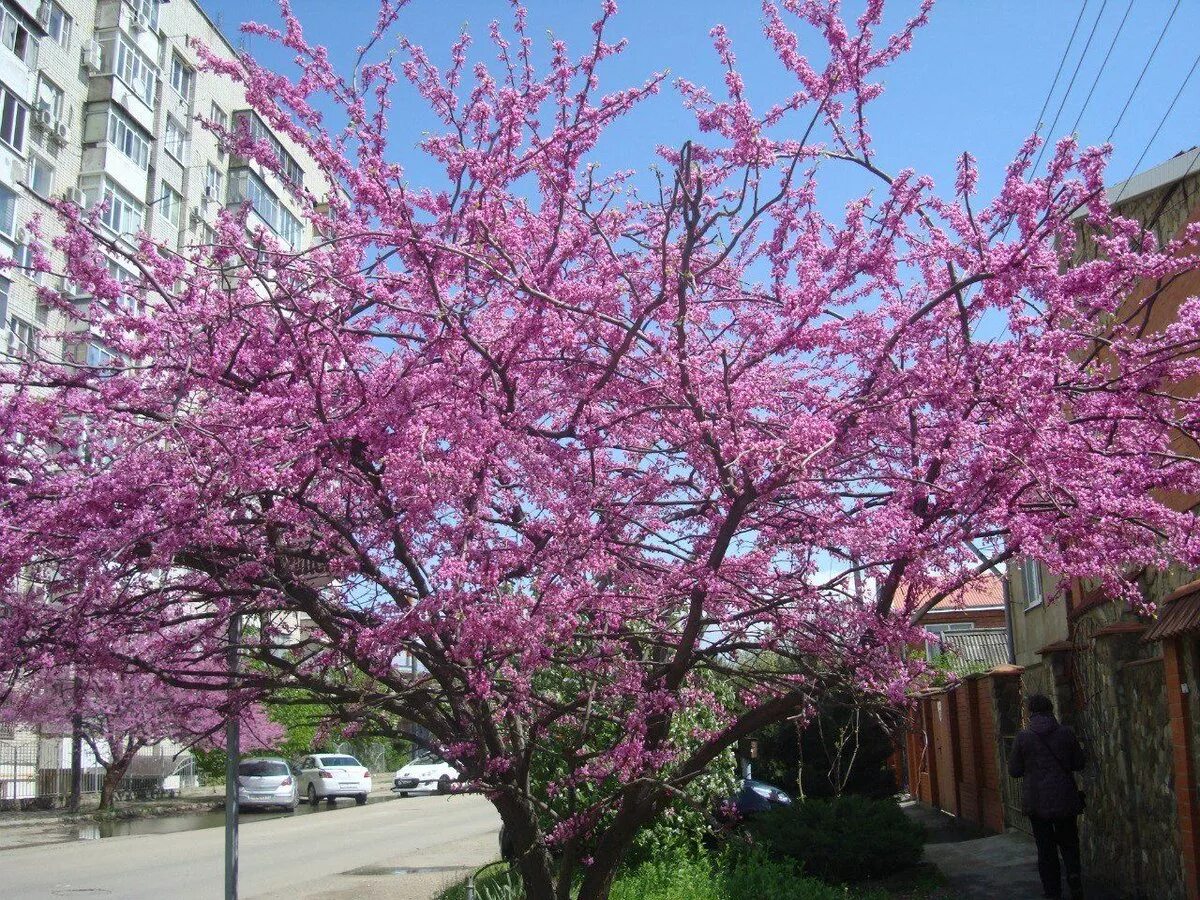 Розовое дерево в сочи. Цветет церцис Севастополь. Краснодар цветение церцис. Волгоград парк Сакура. Парк Сакуры в Краснодаре.