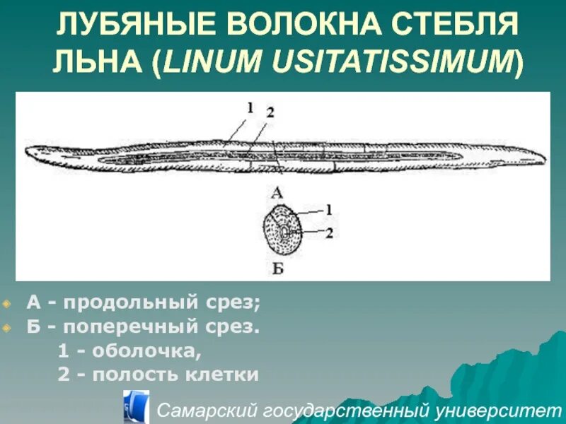 Поперечный и продольный срез. Лубяные волокна продольный срез. Лубяные волокна стебля льна. Строение волокна льна. Продольный срез стебля льна.