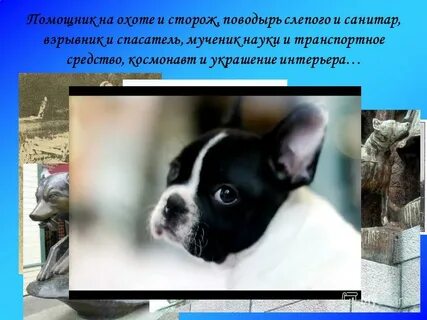 Мини сочинение собаки лучшие друзья людей