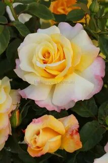 Rose skies