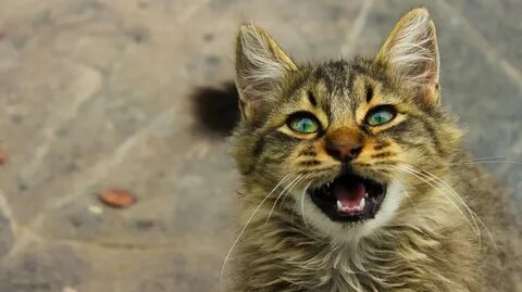Слушать мяуканье кота живой звук для кошки