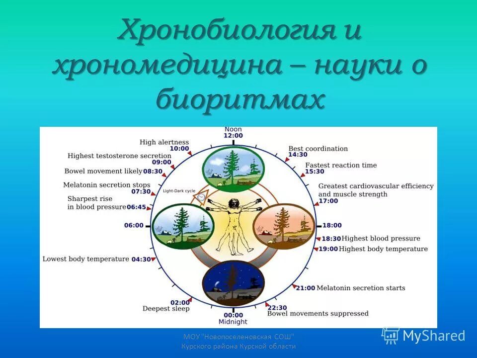 биоритм организма человека. биологические часы внутренних органов человека. биологические ритмы. суточные ритмы организмов. биоритмы органов человека.