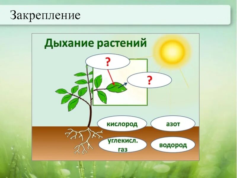 Транспорт веществ у растений. Дыхание и обмен веществ у растений. Передвижение веществ у растений. Закрепление растения. Тест передвижение веществ у растений 6 класс