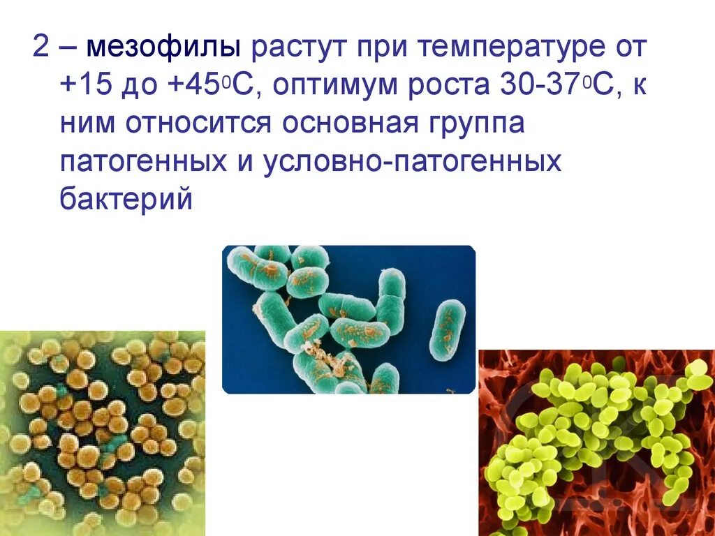 Болезнетворная бактерия 6. Мезофилы и термофилы. Мезофилы это микробиология. Мезофилл это микробиология. Мезофилы примеры бактерий.