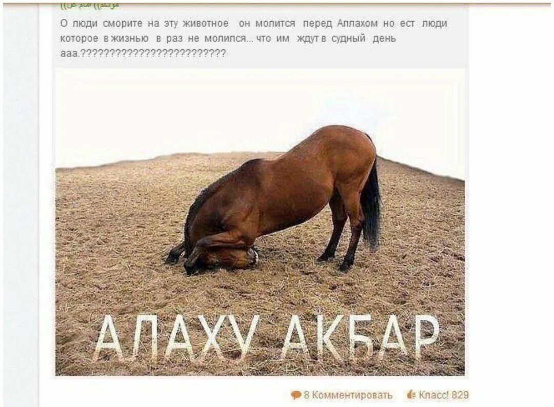 Лошади до судного дня