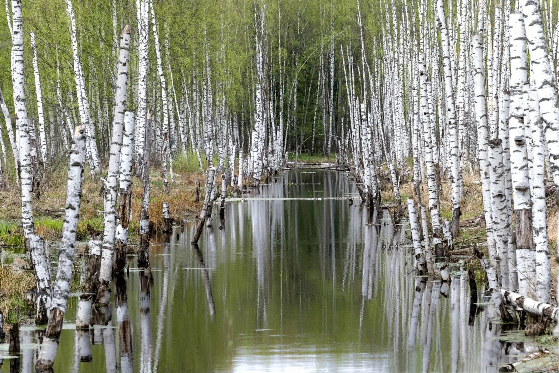 Весенняя береза. Апрель фото природы красивые