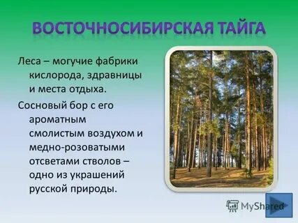 Текст про тайгу