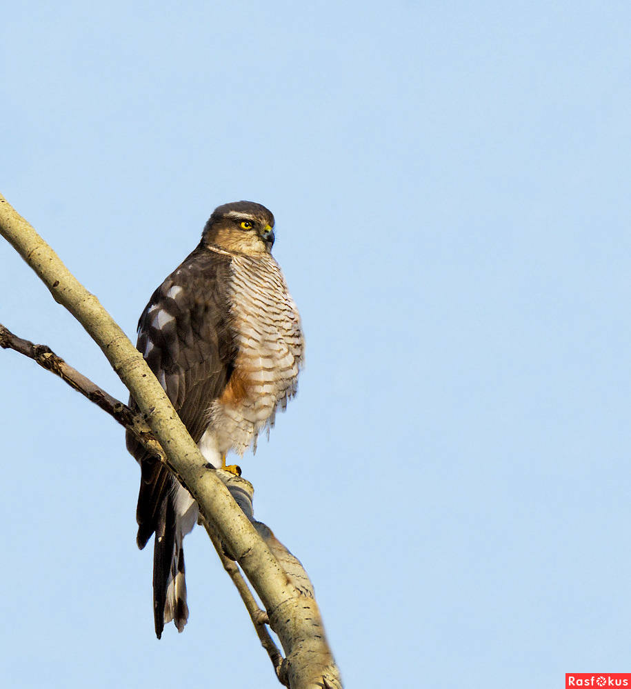 Ястреб-перепелятник. Перепелятник. Ястреб-перепелятник ястребиные. Ястреб-перепелятник (accipiter nisus). Я́стреб-перепеля́тник.