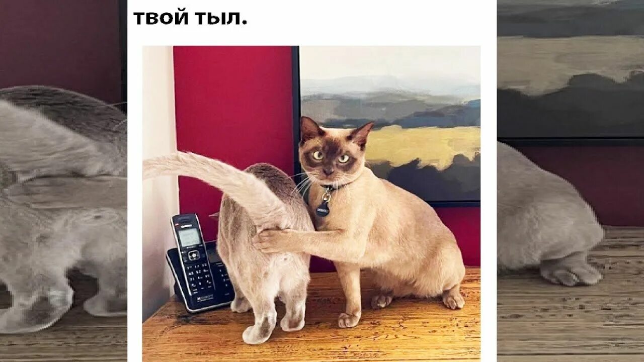 Кот мем 2025. Мемы 2025. мемы 2025 с котом. напугыш кот. невдупленыш мем кот.