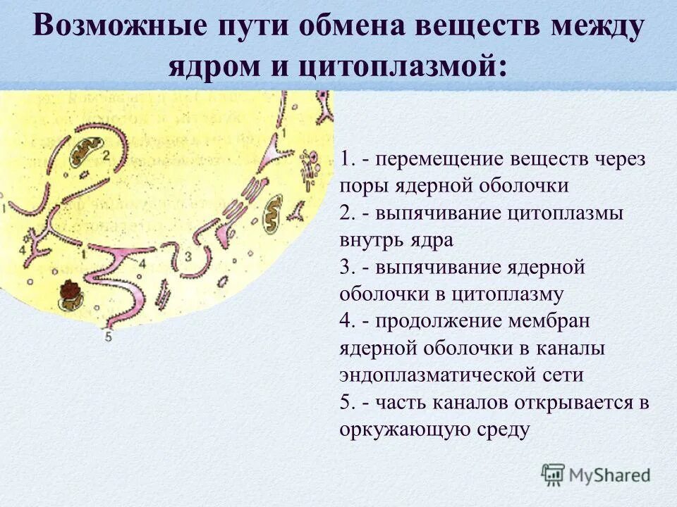 ядро имеет ядрышко. является продолжением мембраны ядра отвечает. функции внешней мембраны ядра. строение оболочки ядра. мембрана ядра клетки.