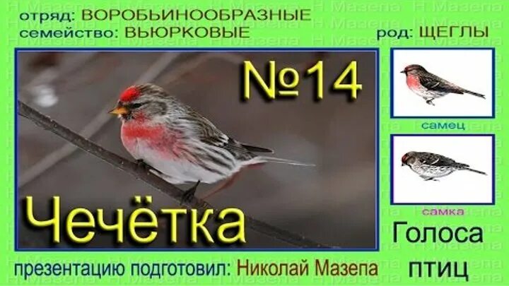 Голоса птиц словами. Щегол чечетка. Чечетка самка. Чечётка птица голос. Чечётка птица самка и самец.