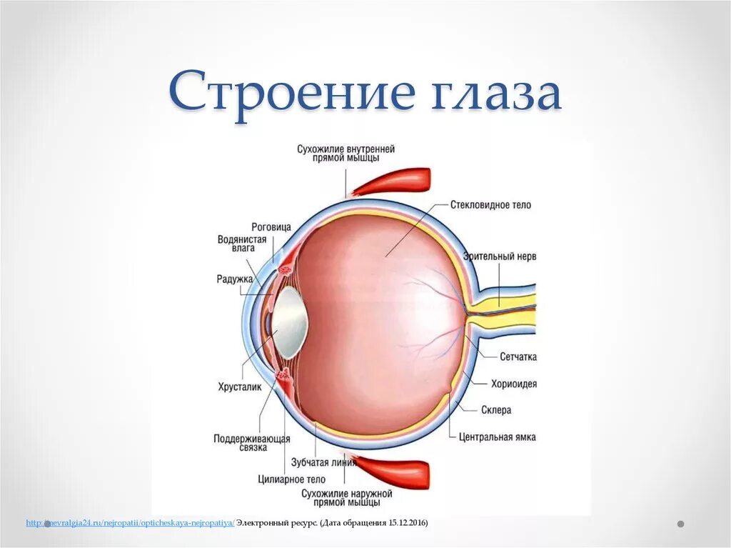 Строение глаза мрт. Орбита строение офтальмология. Внутреннее строение глаза. Пространства глаза анатомия.