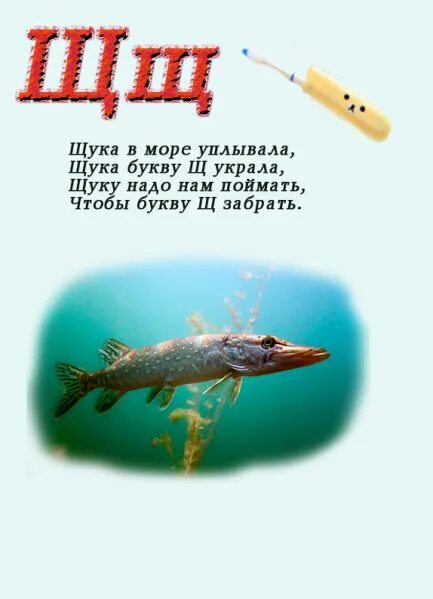 Стихотворение про щуку. Стих про щуку для детей. Стишок про щуку для малышей. Стих про щуку прикольный. Буква щука