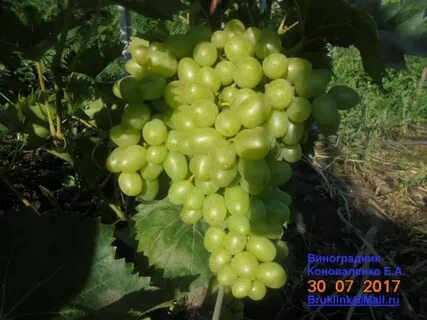 Кишмиш аксайский отзывы
