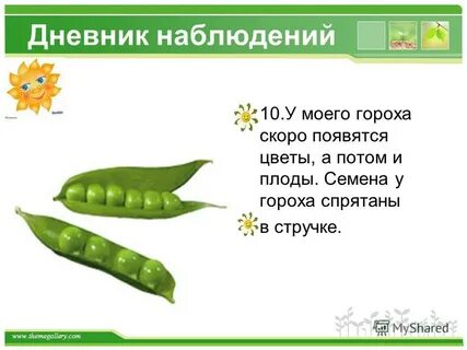 Наблюдение за горохом