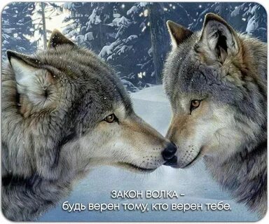 Желанная для серого волка