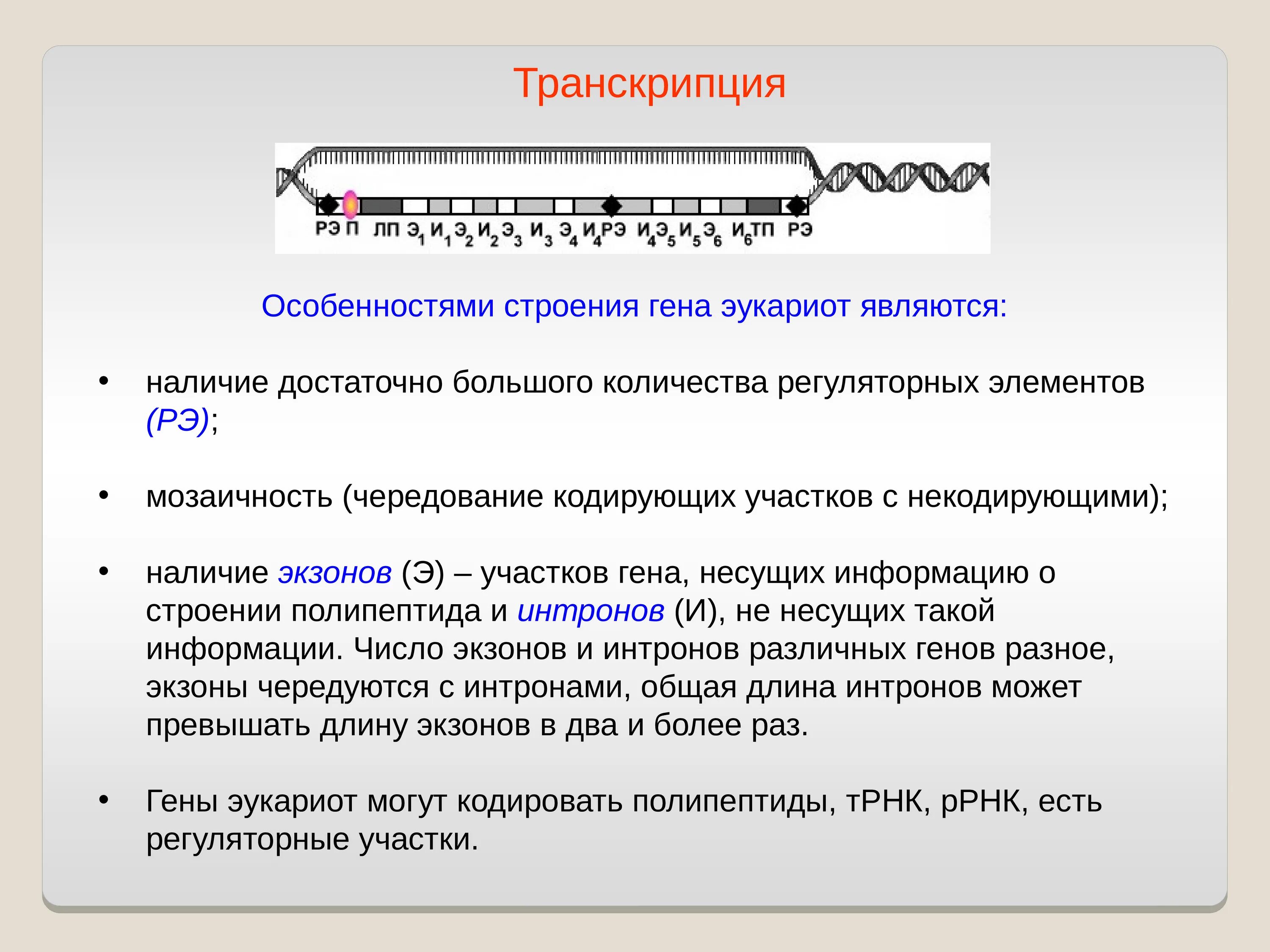 Hen транскрипция. Транскрипция характеристика. Особенности транскрипции. Особенности транскрипции генов эукариот. Особенности строения транскрипции.