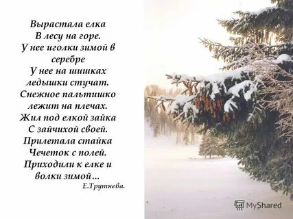 Опушка леса стихотворение