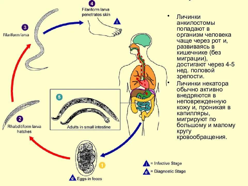 Аскарида человеческая основной и промежуточный хозяин. Анкилостома жизненный цикл. Ancylostoma duodenale жизненный цикл. Цикл развития анкилостомид. Цикл развития анкилостомы.