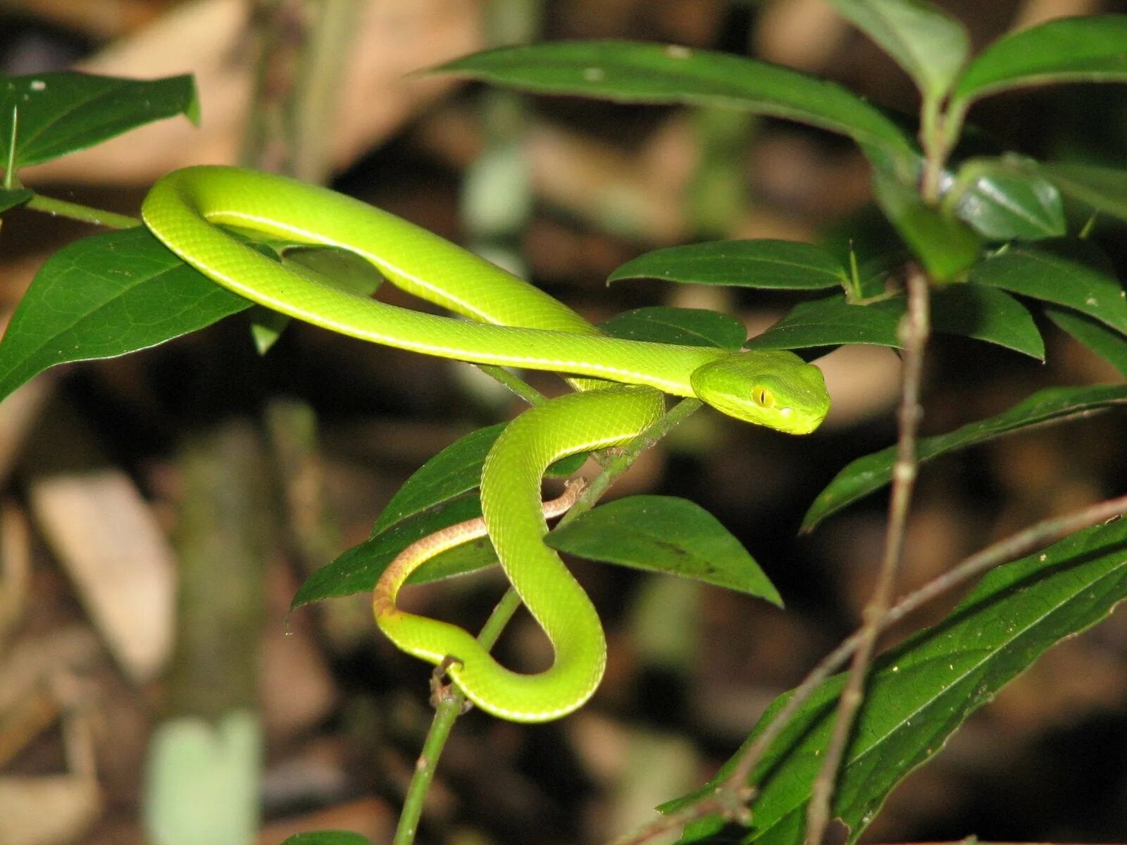 Маленькая зеленая змейка. Салатовая змея. Тонкая зеленая змея. Зеленые травяные змеи.