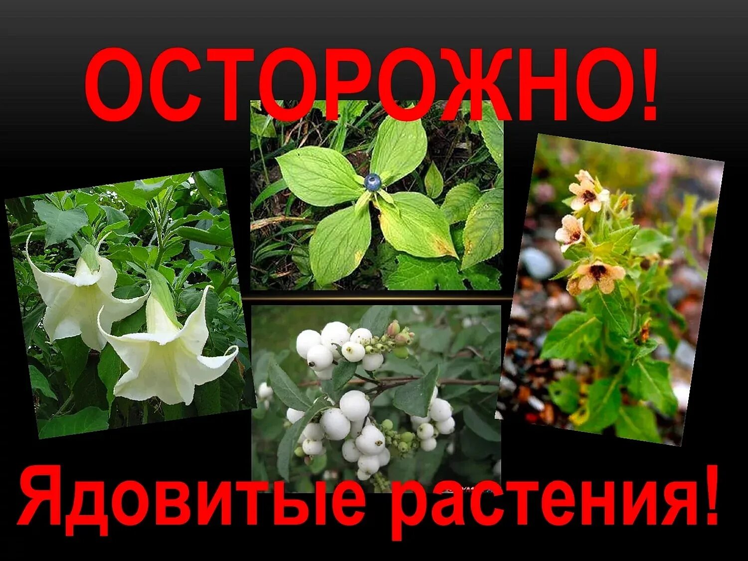 Опасные растения для человека и животных. Ядовитые растения. опасные ядовитые растения. ядовитые растения картинки. ядовитые растения пермского края.