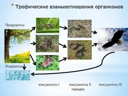 2 примера редуцентов