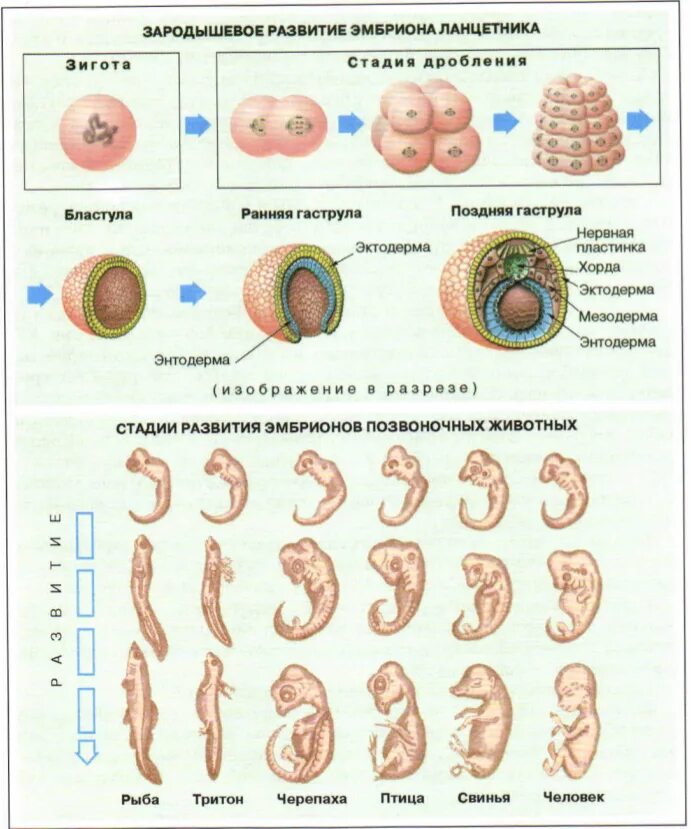 Эмбриональный период этапы схема. Стадии эмбрионального развития схема. Эмбриональный этап онтогенеза схема. Онтогенез эмбриональное развитие схема. Основные этапы развития организмов
