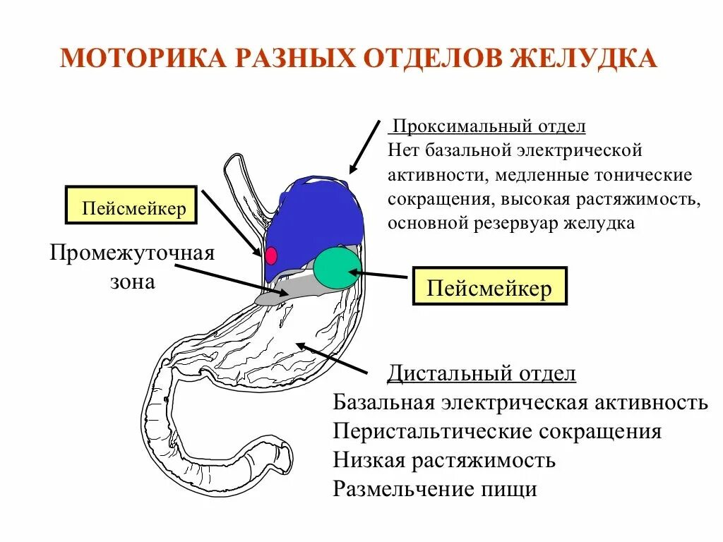 Желудок функция отдела. Моторная функция пищеварительного тракта физиология. Моторная функция различных отделов пищеварительного тракта. Отделы желудка функции отделов. Моторная функция желудка антиперистальтика.