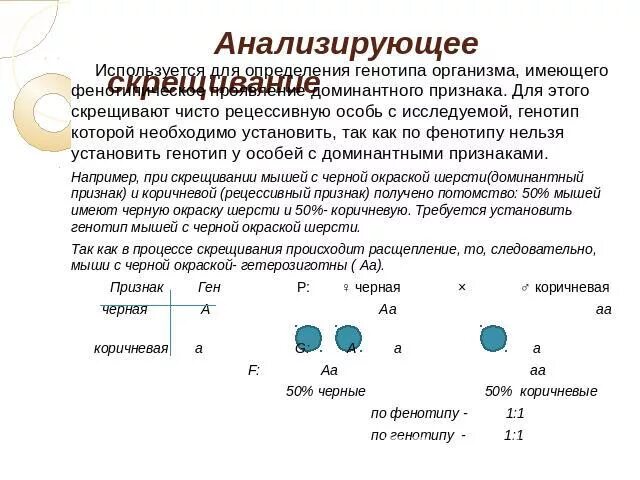 Скрещивание представителей чистых линий метод. Анализирующее скрещивание. Анализирующее скрещивание задачи. Анализирующее скрещивание пример. Анализирующее скрещивание это кратко.