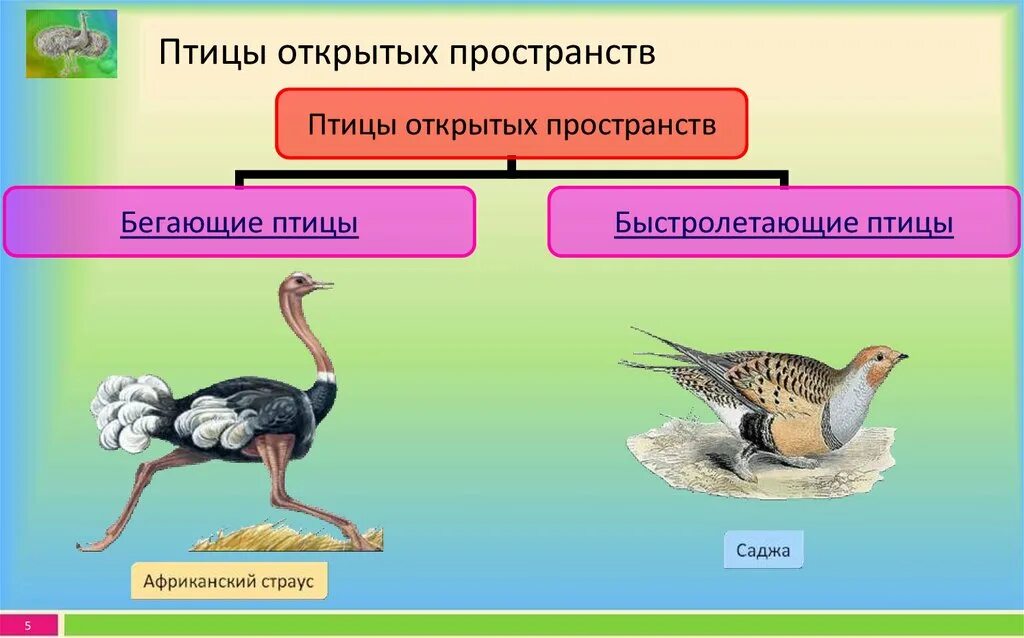 Птицы открытых пространств. Птицы открытых пространств примеры. Птицы открытых пространств представители. Птица которая живет на открытых пространствах.