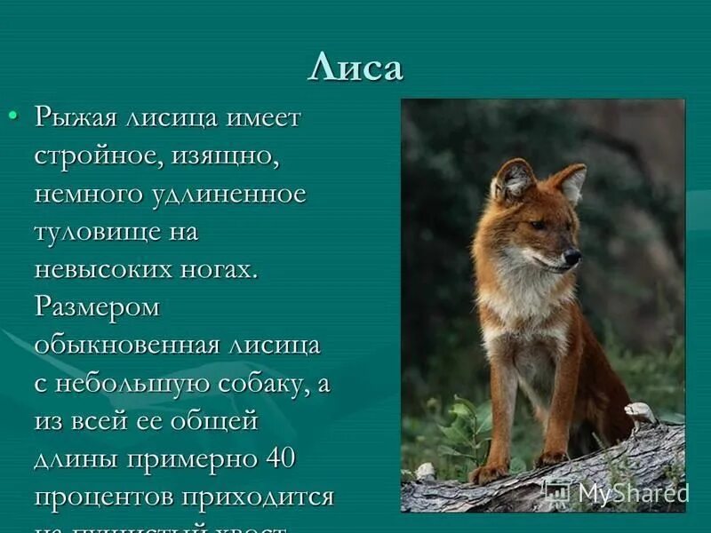 Лиса обыкновенная критерии вида. Классификация лисы. Хордовые животные млекопитающие царство тип класс отряд. Классификация лисицы обыкновенной. Классификация животного лиса обыкновенная.