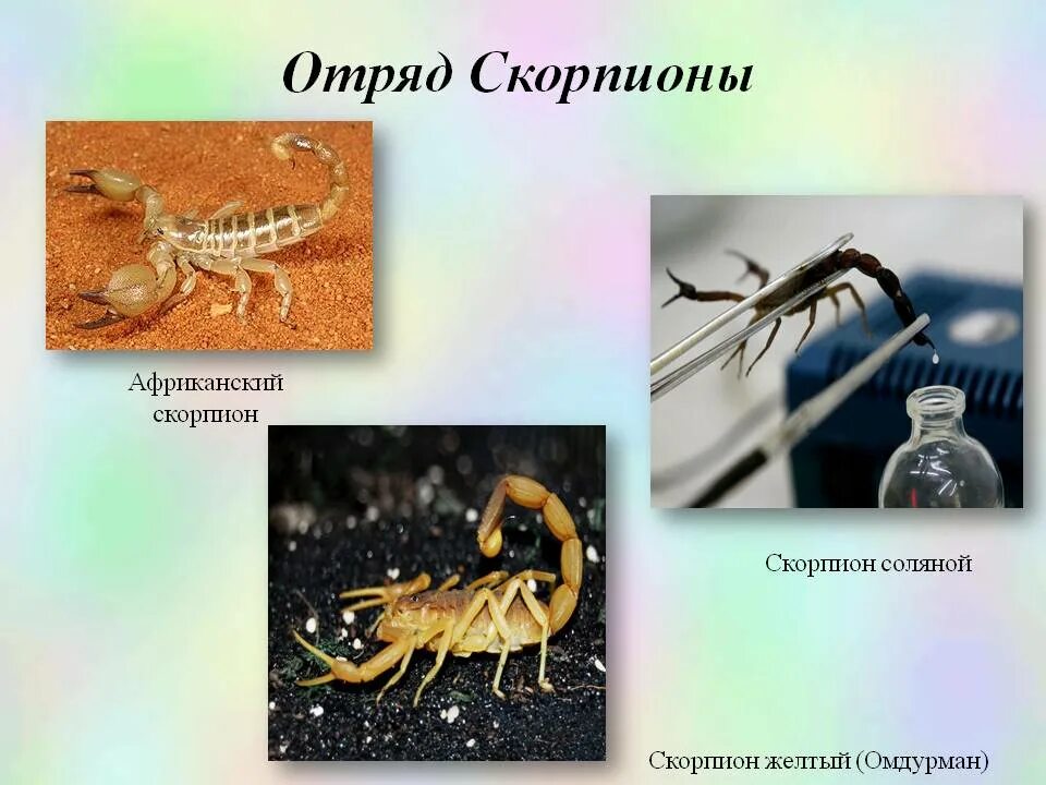 Представители скорпионов. Отряд Скорпионы представители. Паукообразные отряд Скорпионы. Класс паукообразные Скорпионы.